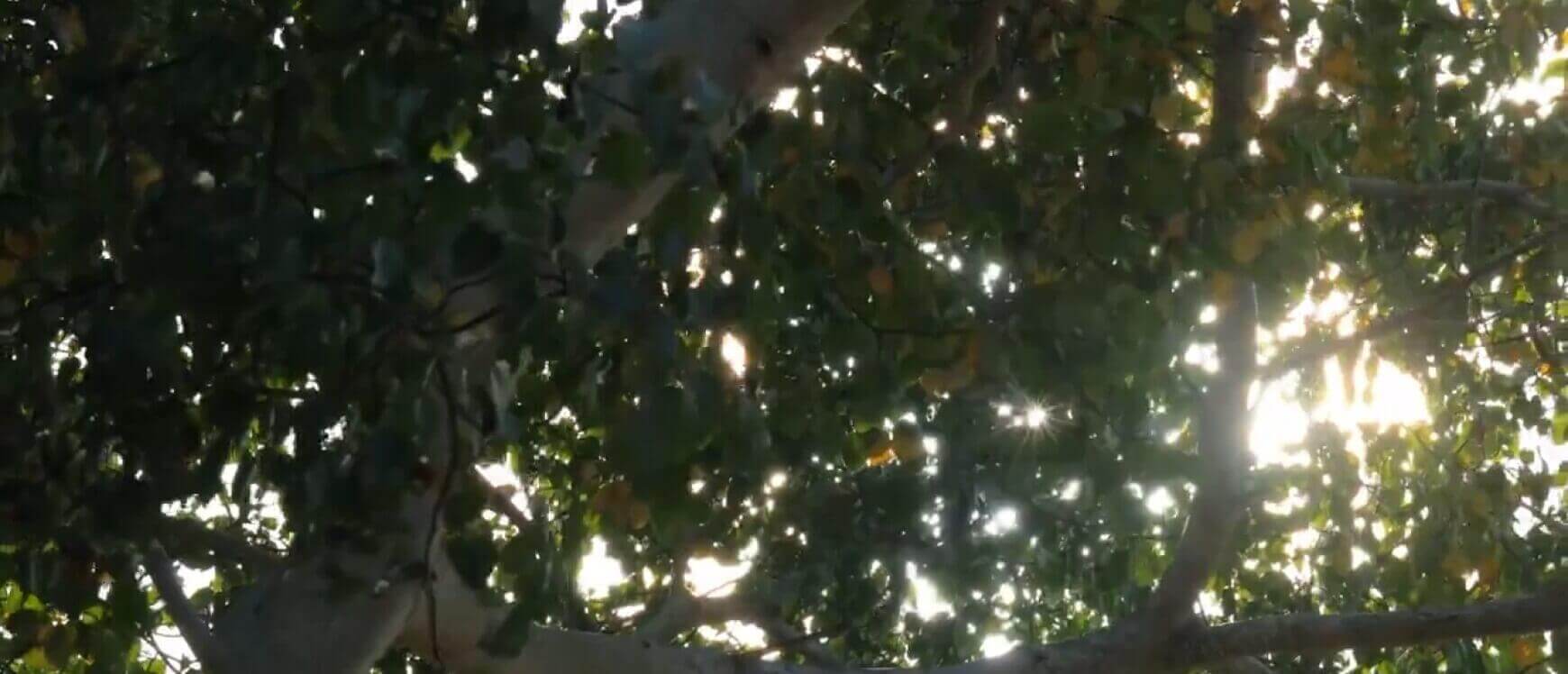 Poster video